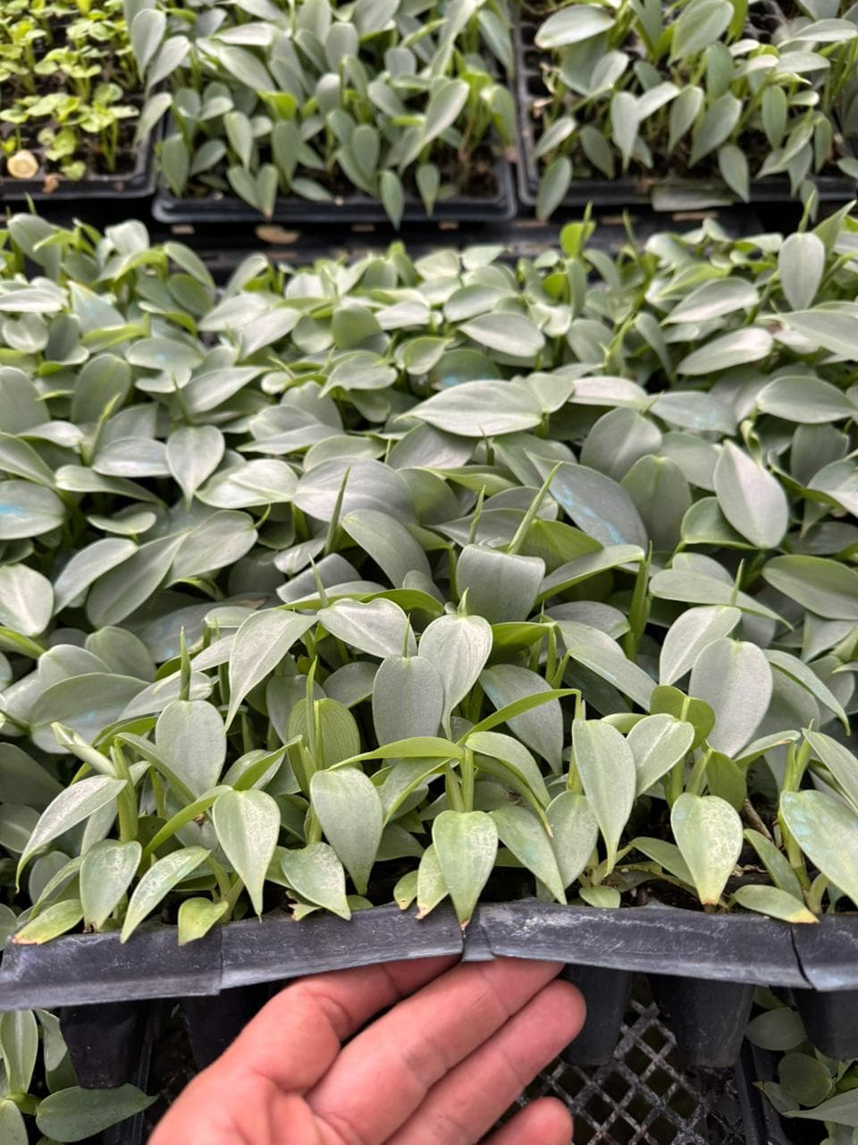 Philodendron plateado
