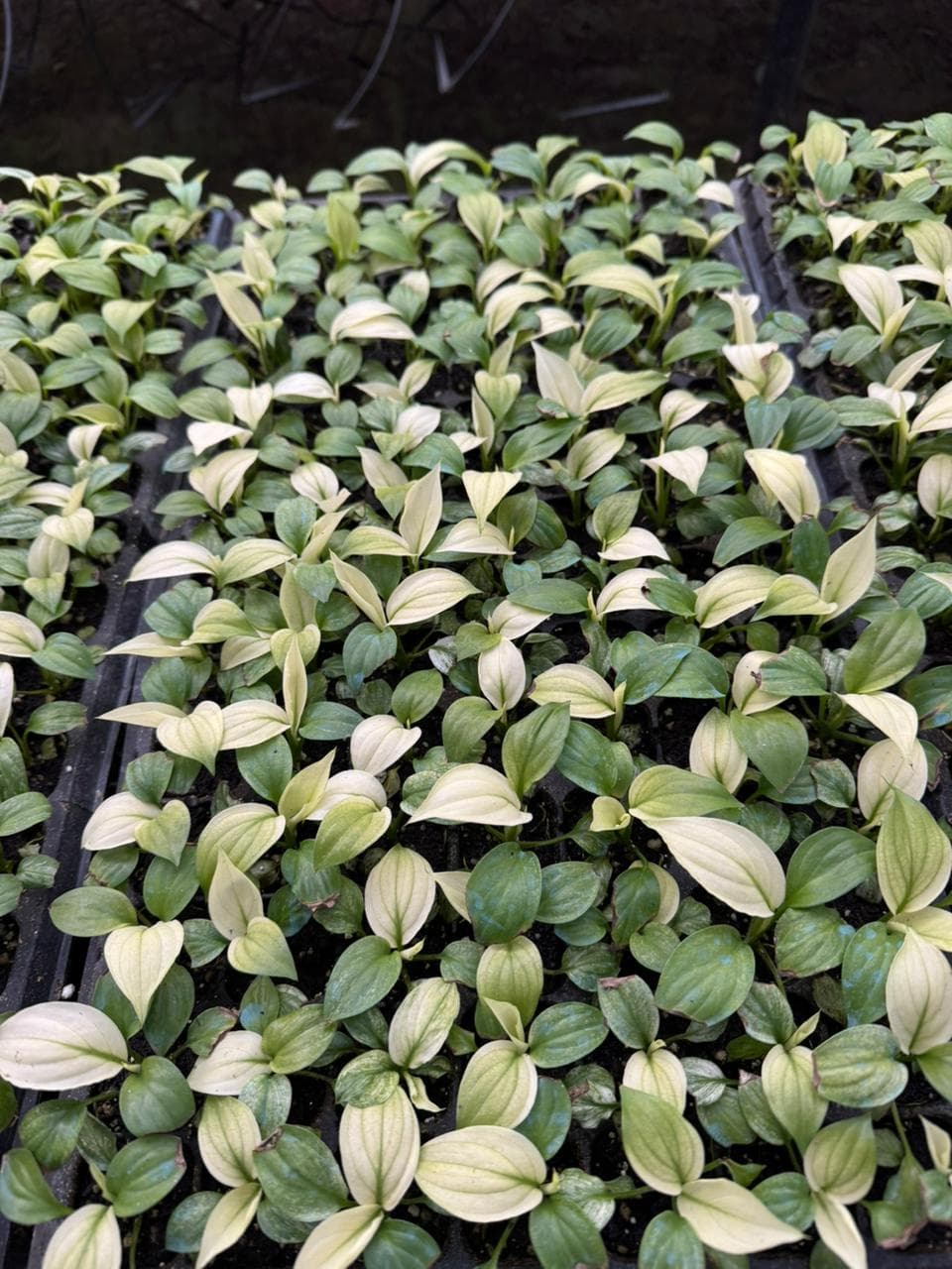 Cala variegada grande