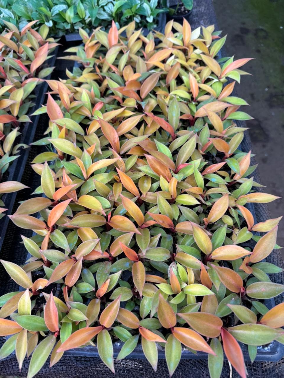 Philodendron 'Prince of Orange'