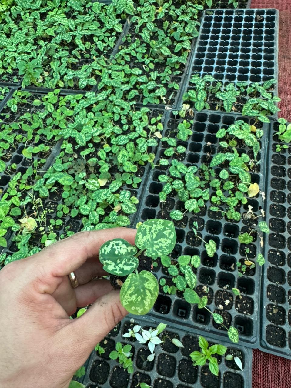 Alocasia 'Hilo Beauty'