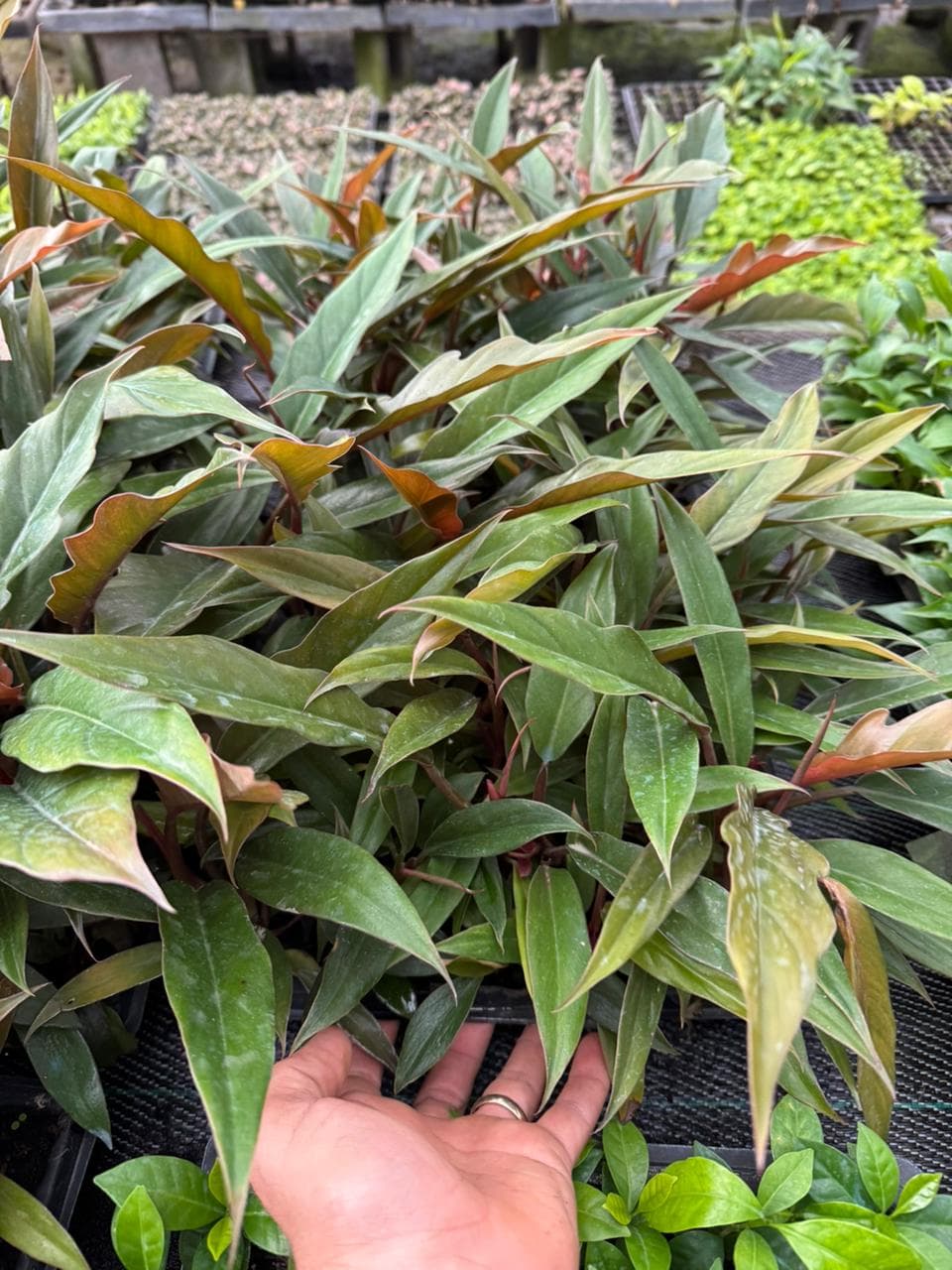 caramel marble philodendron