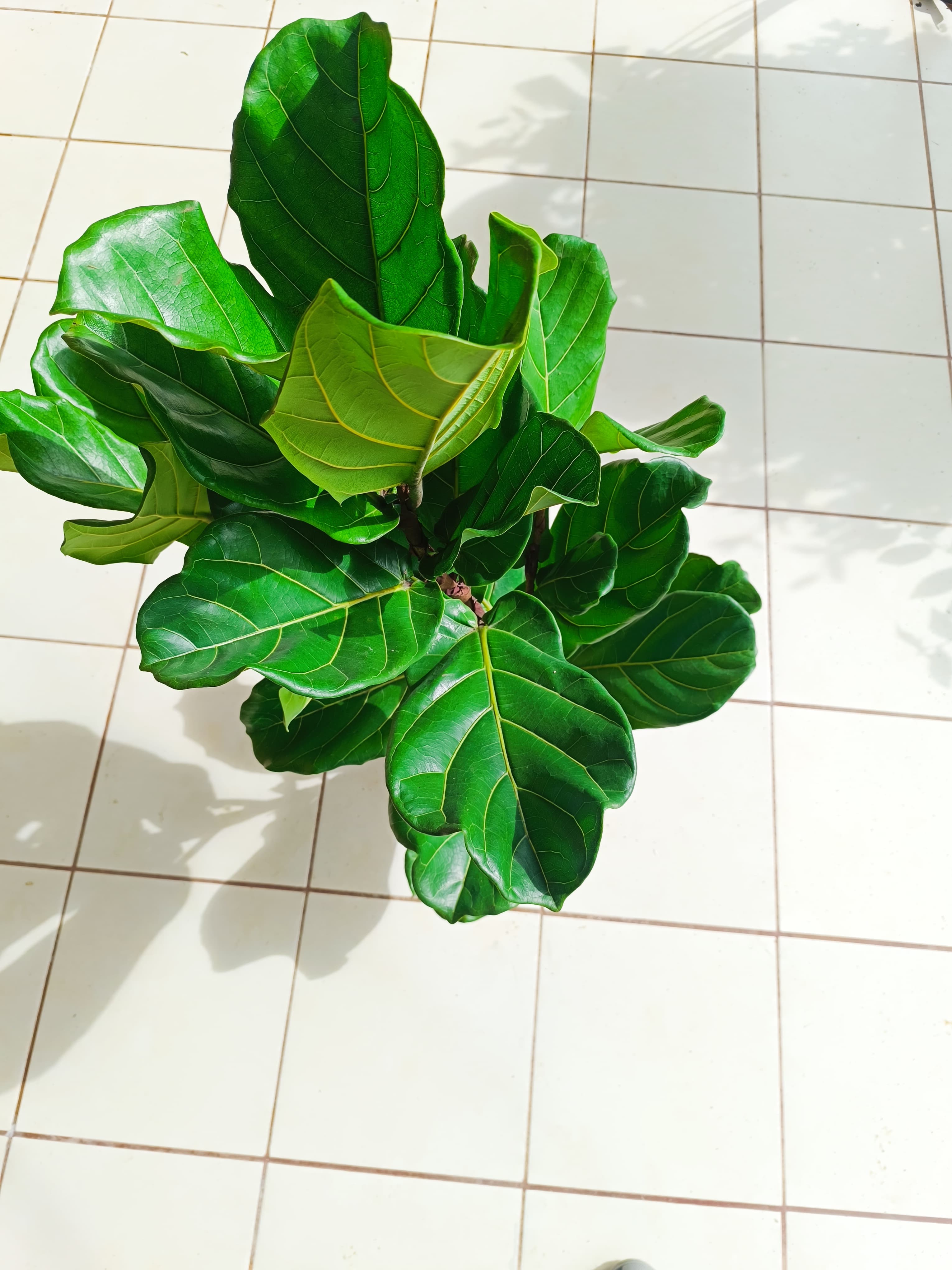 Ficus lyrata